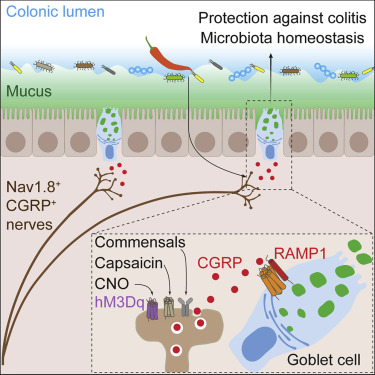 Ctr Ramp Pain in the Gut May have a Reason – newpainmuse